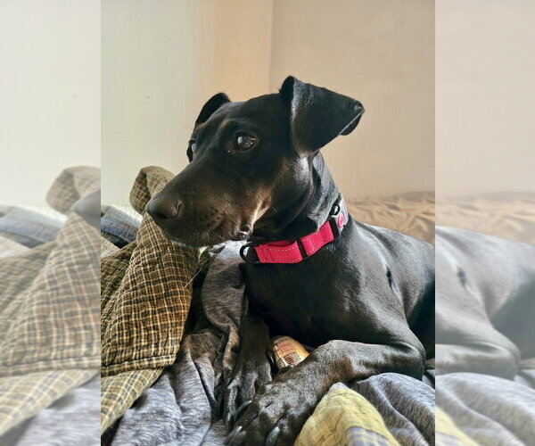 Medium Photo #15 American Foxhound-Unknown Mix Puppy For Sale in Brewster, NY, USA