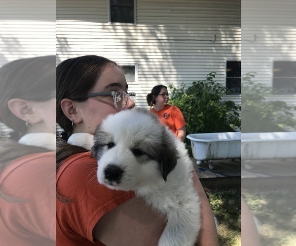 Medium Photo #2 Great Pyrenees Puppy For Sale in OTTUMWA, IA, USA