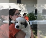 Small Photo #2 Great Pyrenees Puppy For Sale in OTTUMWA, IA, USA