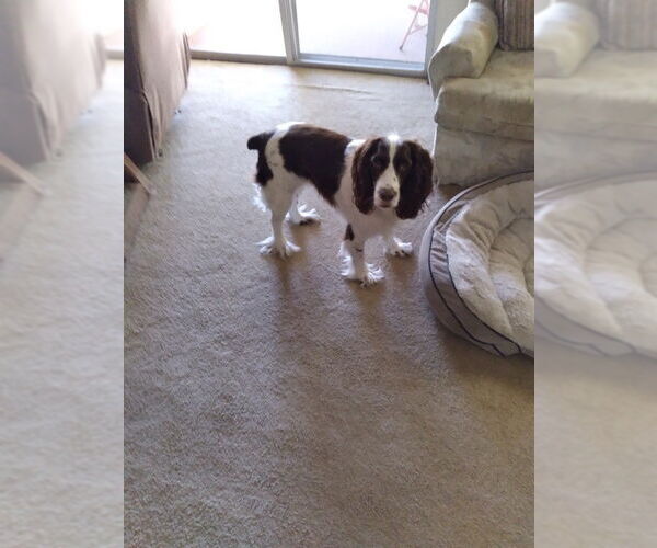 Medium Photo #3  Puppy For Sale in , 