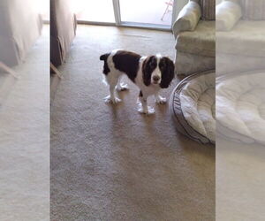 English Springer Spaniel Dogs for adoption in ft lauderdale, FL, USA