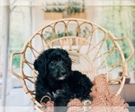 Small Photo #3 Bernedoodle Puppy For Sale in TRAVELERS REST, SC, USA