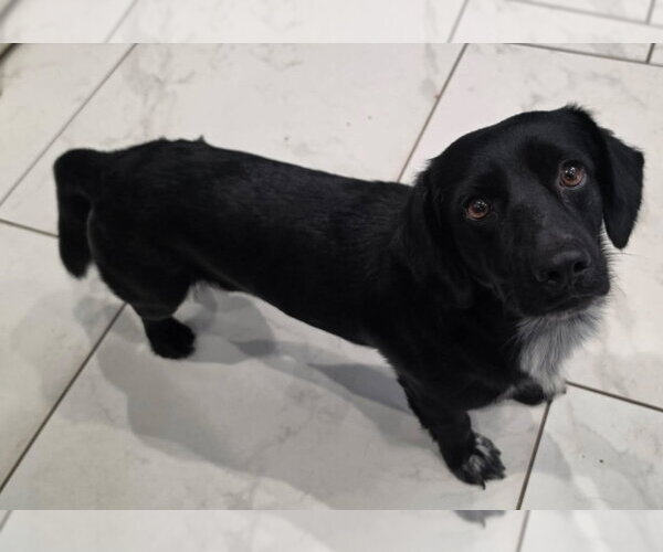 Medium Photo #3 Colonial Cocker Spaniel-Dachshund Mix Puppy For Sale in Lakewood, CO, USA