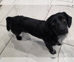 Small Photo #3 Colonial Cocker Spaniel-Dachshund Mix Puppy For Sale in Lakewood, CO, USA