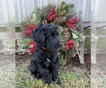 Small Aussiedoodle