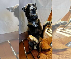 Ramsey- located in NM - Male Mutt Dog for Adoption - Photo #2