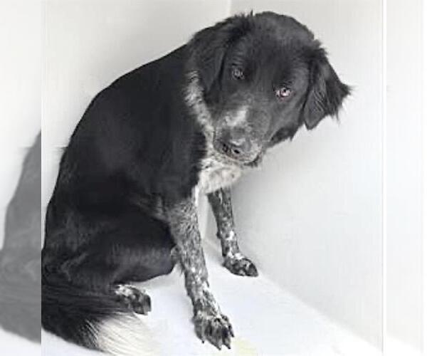 Medium Photo #1 Australian Shepherd Puppy For Sale in Houston, TX, USA