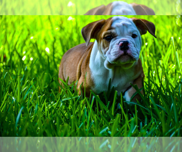 Medium Photo #1 English Bulldog Puppy For Sale in DALLAS, TX, USA