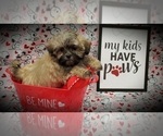 Small Photo #3 Mal-Shi Puppy For Sale in ZILLAH, WA, USA