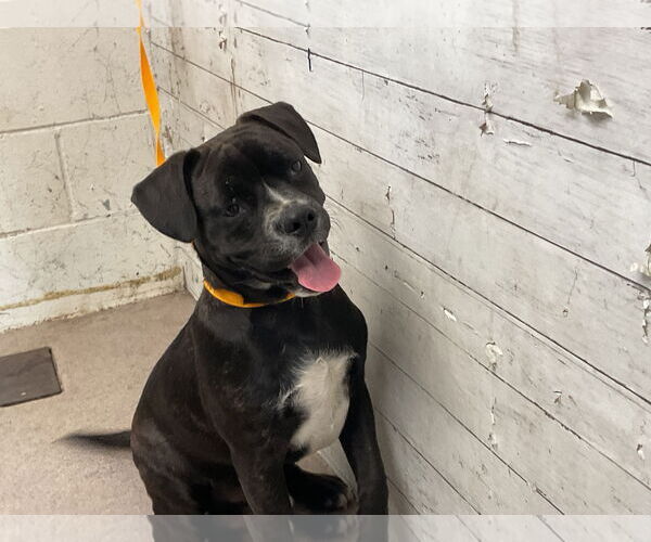 Medium Photo #1 American Bulldog Puppy For Sale in San Bernardino, CA, USA