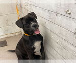 Small American Bulldog