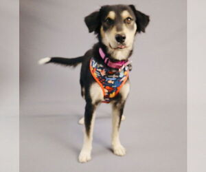 Collie-Labrador Retriever Mix Dogs for adoption in Princeton, MN, USA