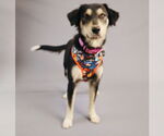 Small Collie-Labrador Retriever Mix