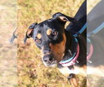 Small #3 Doberman Pinscher