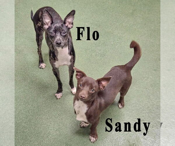 Medium Photo #5 Italian Greyhuahua Puppy For Sale in Huntley, IL, USA