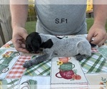 Puppy 1 German Shorthaired Pointer