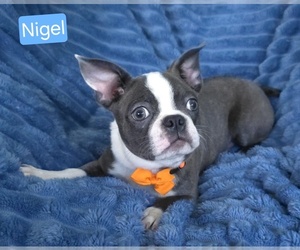 Boston Terrier Puppy for sale in MINERAL WELLS, WV, USA