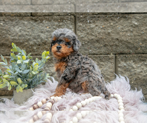 Poodle (Miniature) Litter for sale in WOLCOTTVILLE, IN, USA