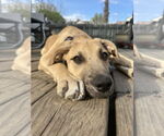 Small #22 Labrador Retriever Mix