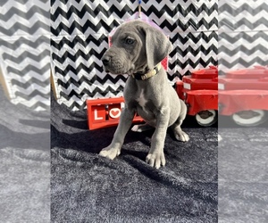 Great Dane Puppy for sale in IDER, AL, USA
