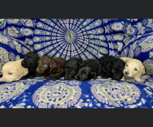 Labradoodle Puppy for sale in COLUMBUS, GA, USA