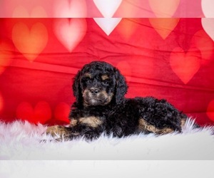 Poodle (Standard) Puppy for sale in JACKSON, TN, USA