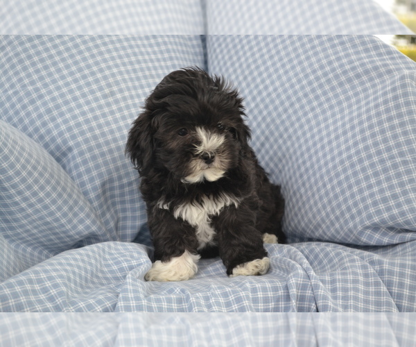 Medium Photo #13 Shih-Poo Puppy For Sale in GREENWOOD, WI, USA