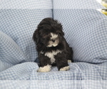 Small #1 Shih-Poo