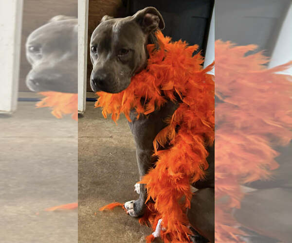 Medium Photo #4 Mutt Puppy For Sale in Abbeville, LA, USA