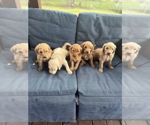 Goldendoodle Litter for sale in BARNSDALL, OK, USA