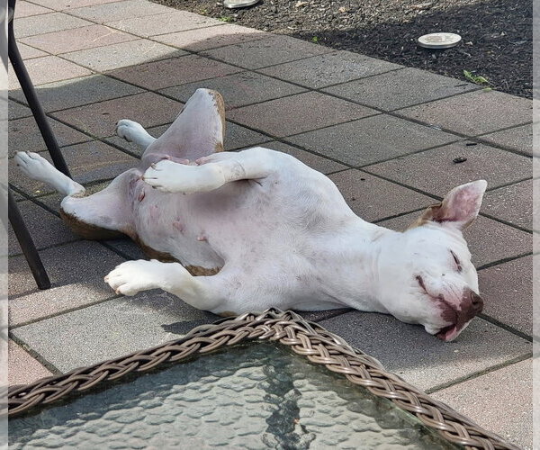 Medium Photo #21 Mutt Puppy For Sale in Mount Laurel, NJ, USA