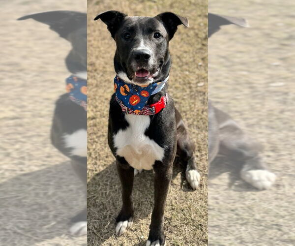 Medium Photo #1 Mountain Cur-Unknown Mix Puppy For Sale in Great Bend, KS, USA