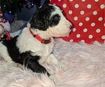 Small Photo #6 Sheepadoodle Puppy For Sale in LITTLETON, CO, USA