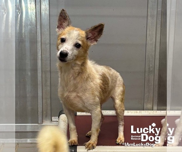 Medium Photo #6 Jack Russell Terrier-Unknown Mix Puppy For Sale in Washington, DC, USA