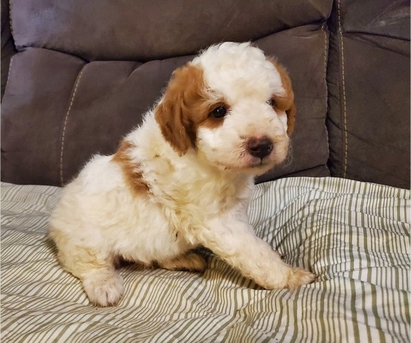 Medium Photo #22 Bernedoodle (Miniature) Puppy For Sale in LEETONIA, OH, USA