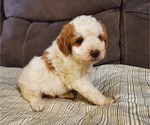 Small #21 Bernedoodle (Miniature)