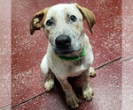 Small #4 Red Heeler Mix