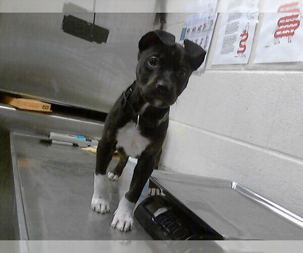 Medium Photo #1 Mutt Puppy For Sale in Fayetteville, NC, USA