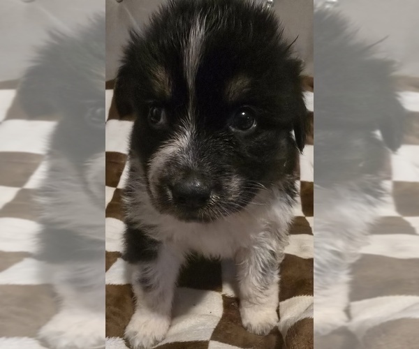 Medium Photo #3 Australian Shepherd Puppy For Sale in ROY, UT, USA