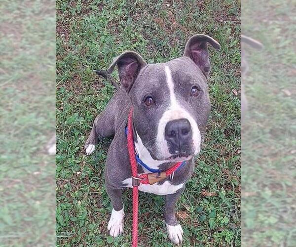 Medium Photo #2 American Staffordshire Terrier Puppy For Sale in Fort Lauderdale, FL, USA