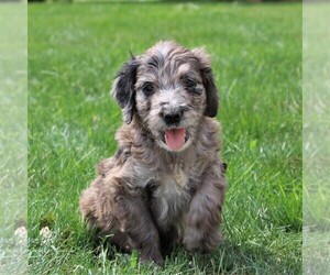 Goldendoodle Puppy for sale in LANCASTER, PA, USA