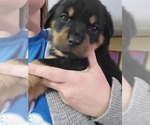 Small #7 Rottweiler