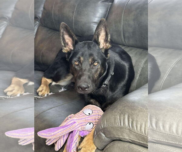 Medium Photo #2 German Shepherd Dog Puppy For Sale in Hinckley, IL, USA