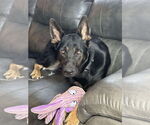 Small #1 German Shepherd Dog
