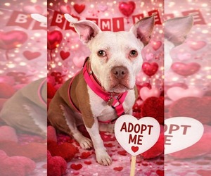 Wiggles - Female Mutt Dog for Adoption - Photo #12