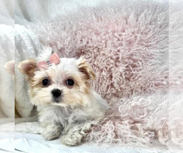 Medium Photo #11 Maltese Puppy For Sale in BOSTON, MA, USA