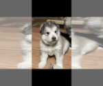 Small Photo #2 Alaskan Malamute Puppy For Sale in PASADENA, MD, USA