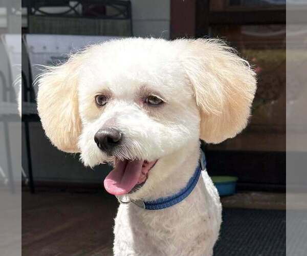 Medium Photo #2 Mutt Puppy For Sale in New York, NY, USA