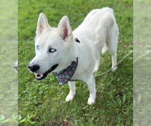 Huskies -Unknown Mix Dogs for adoption in Warrenton, VA, USA