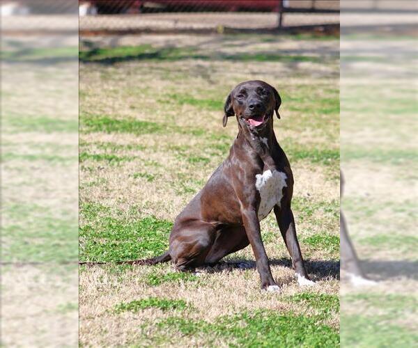 Medium Photo #1 Pointer-Unknown Mix Puppy For Sale in Grovetown, GA, USA